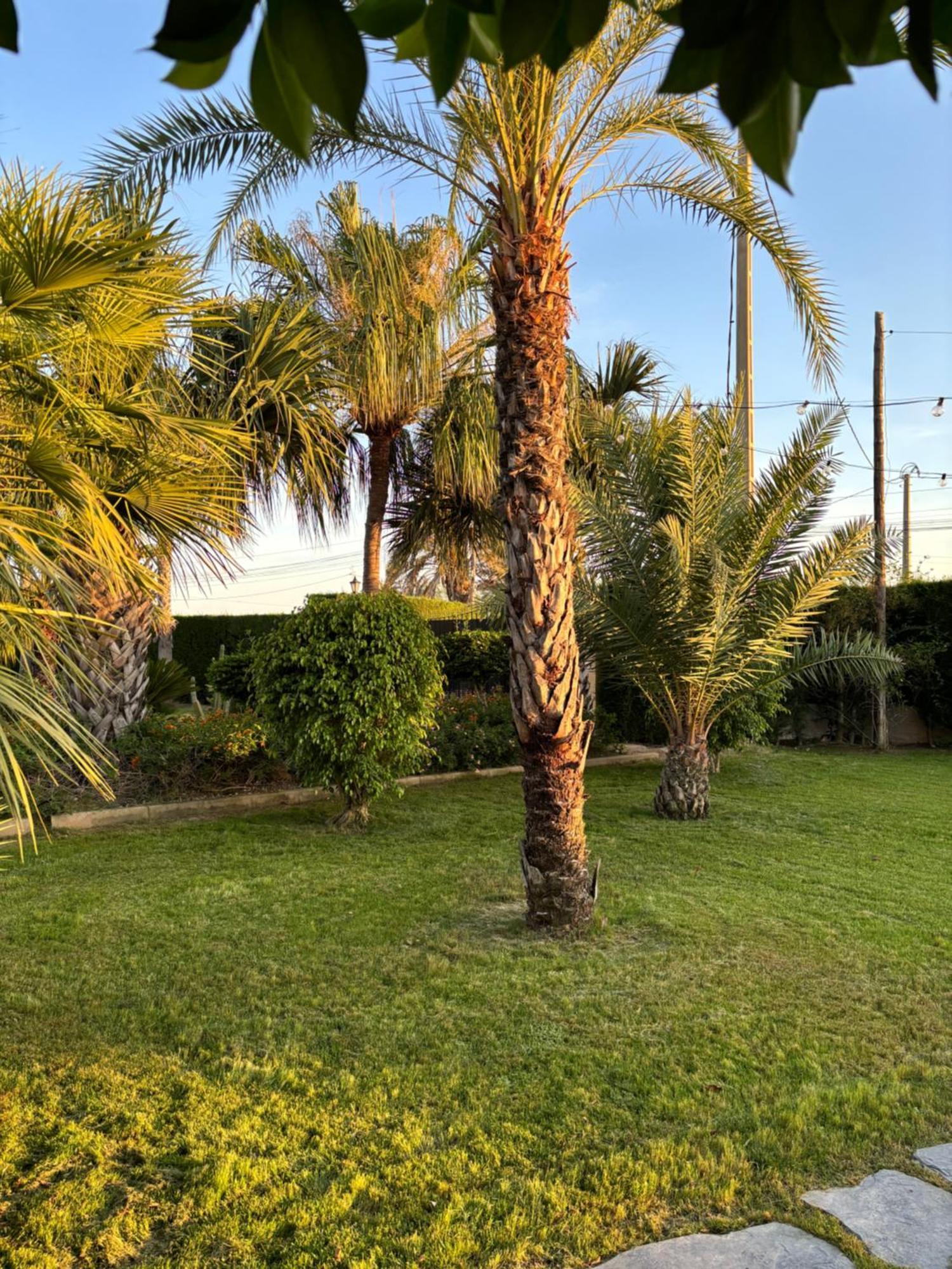 Casa Joan Villa Elche Exterior foto